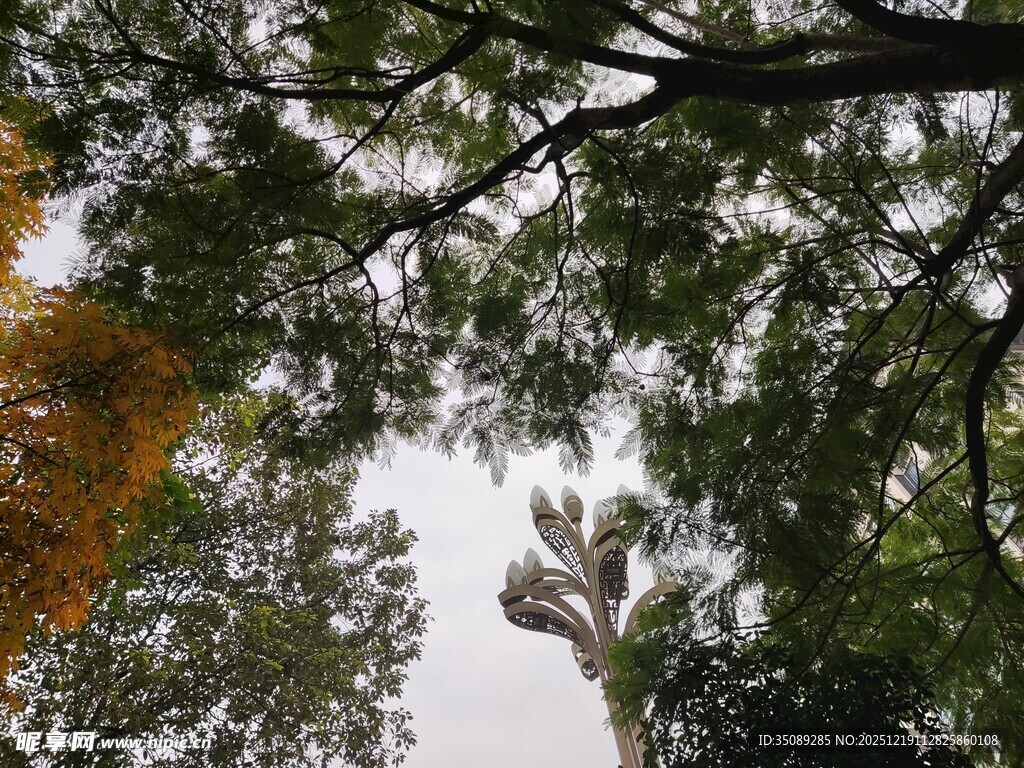 仰视繁茂树枝与天空