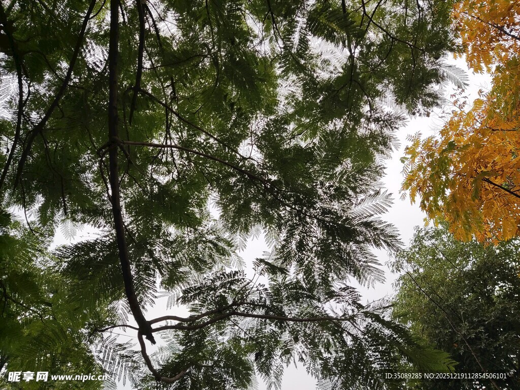 林间秋景枝叶交错