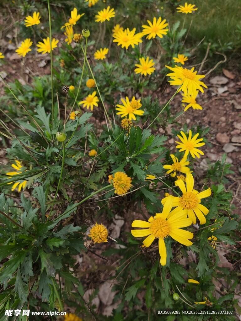 黄色小花绽放于草丛中