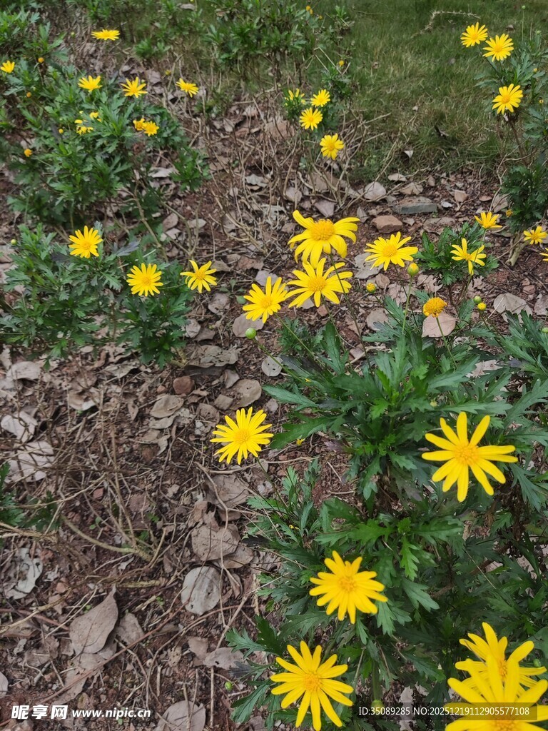 野外绽放的黄色小野花