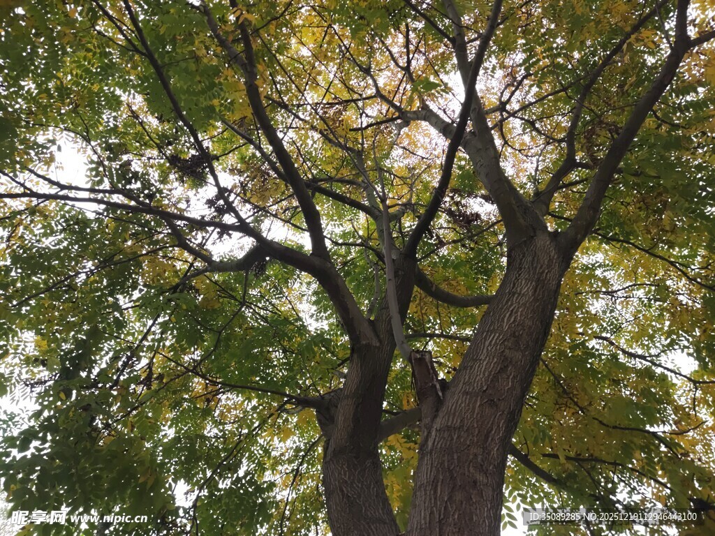 秋日繁茂大树景观