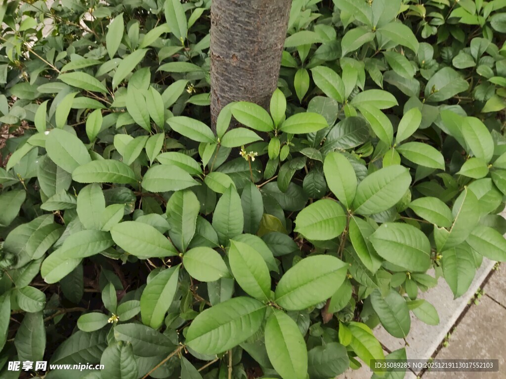 树下繁茂绿植景观