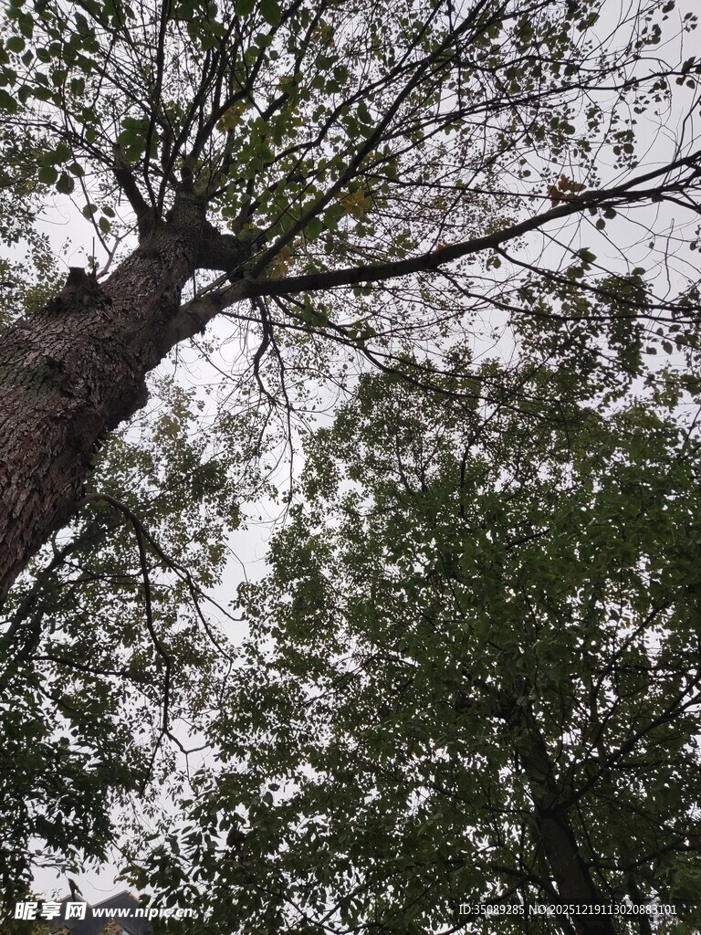 仰视茂密树林中的高大树木