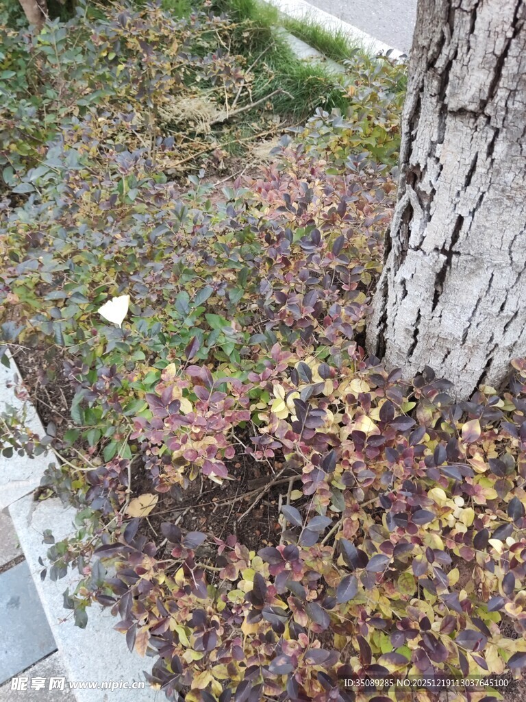 树下多彩植物景观