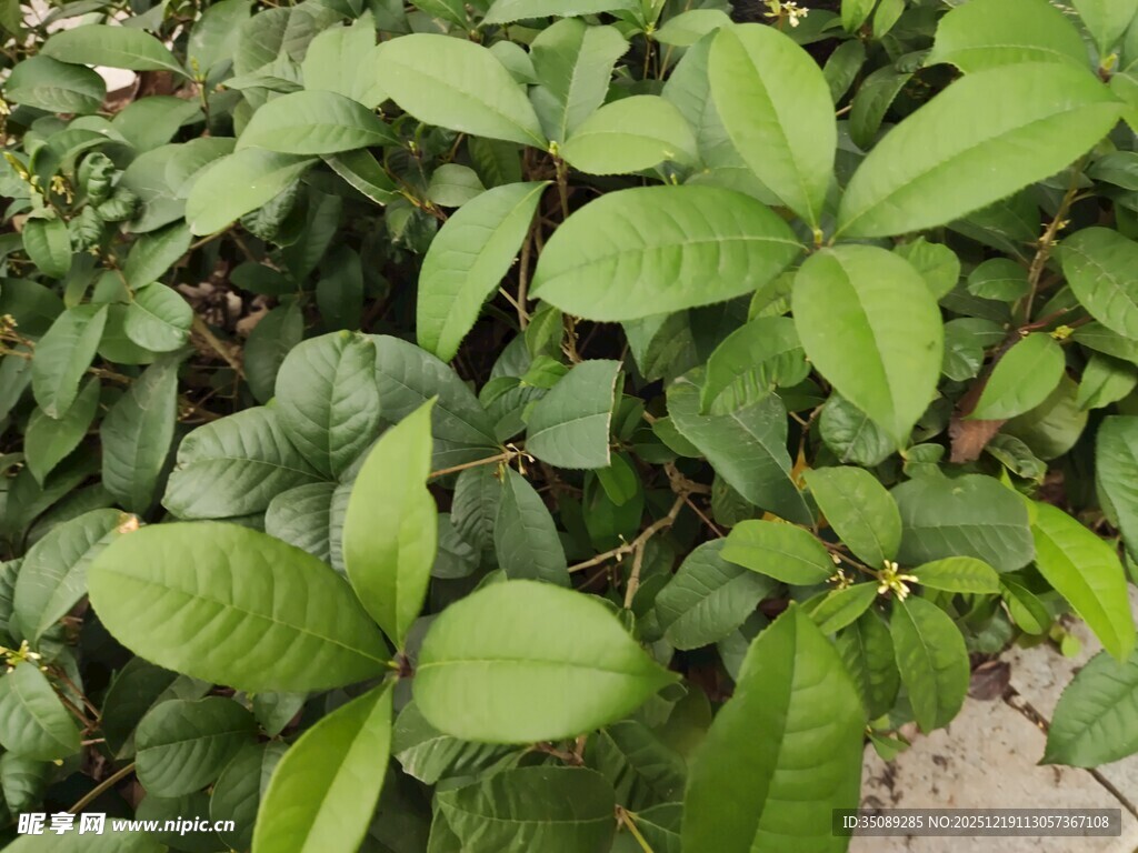 绿叶繁茂的植物景观