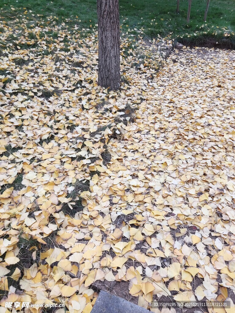 满地银杏叶的秋日景象