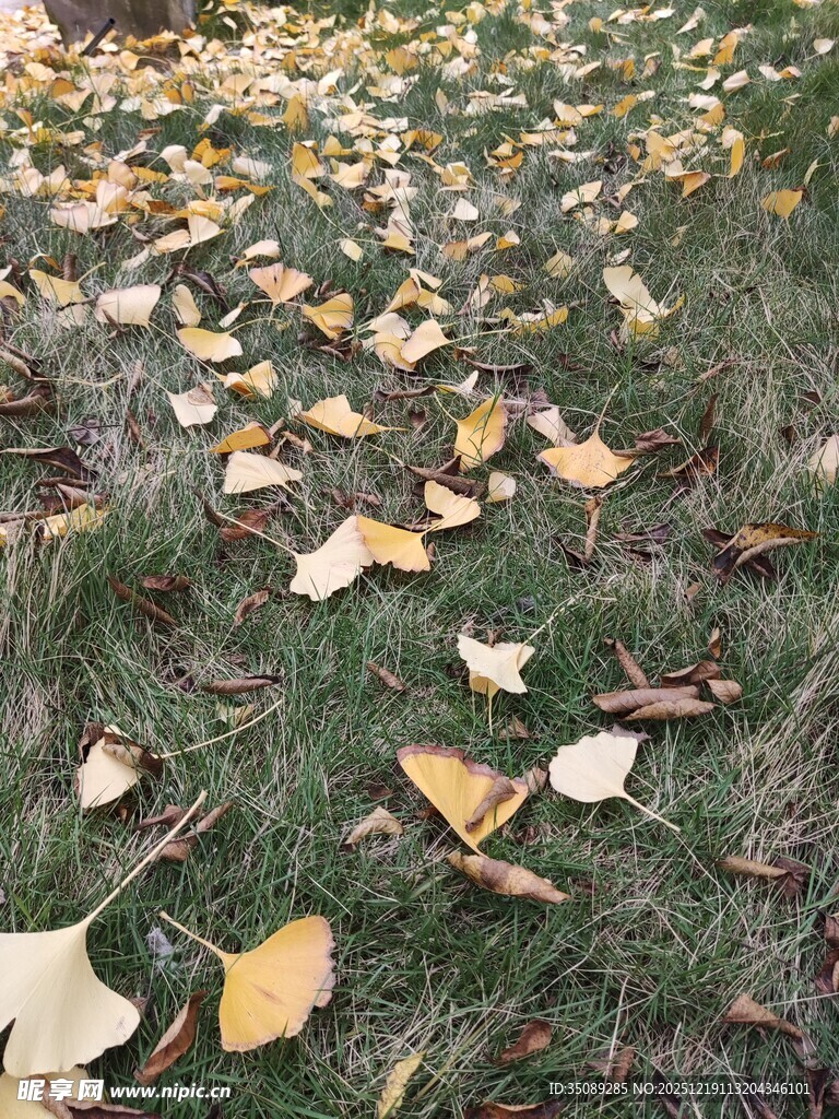 草地银杏落叶之美