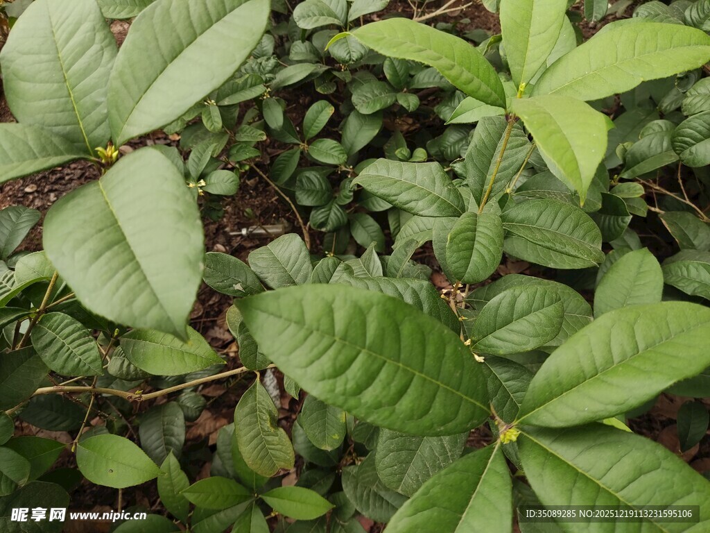 绿叶繁茂的植物景象
