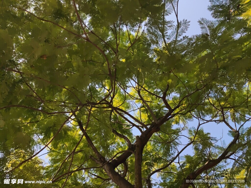 仰视翠绿繁茂的树枝