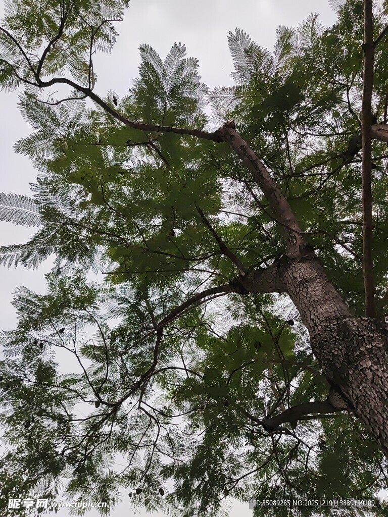 仰视视角下的繁茂树木