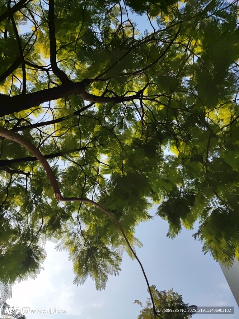 仰视绿树间的天空