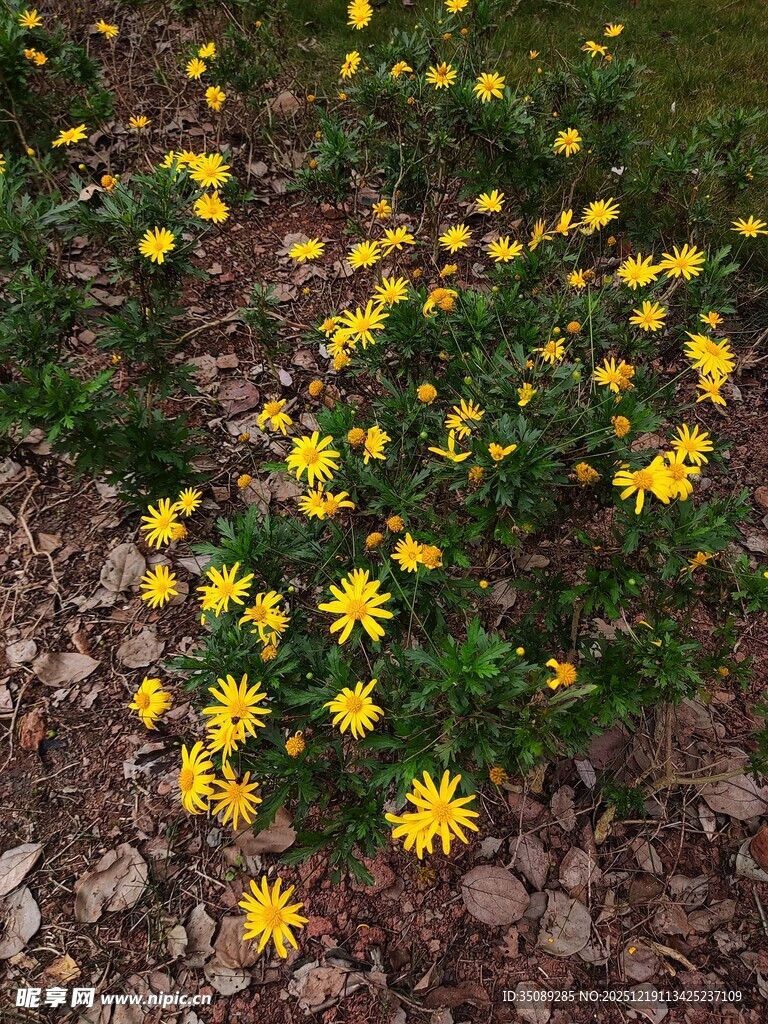 小径旁绽放的黄色小花