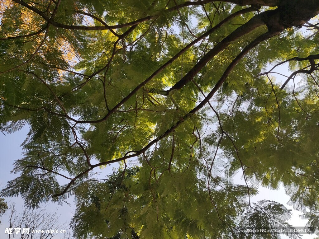 仰视葱郁树枝与蓝天