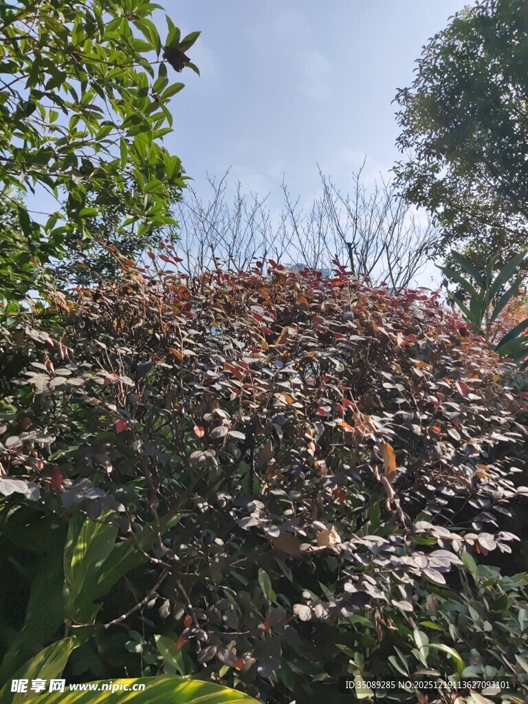 枝叶繁茂的多彩植物