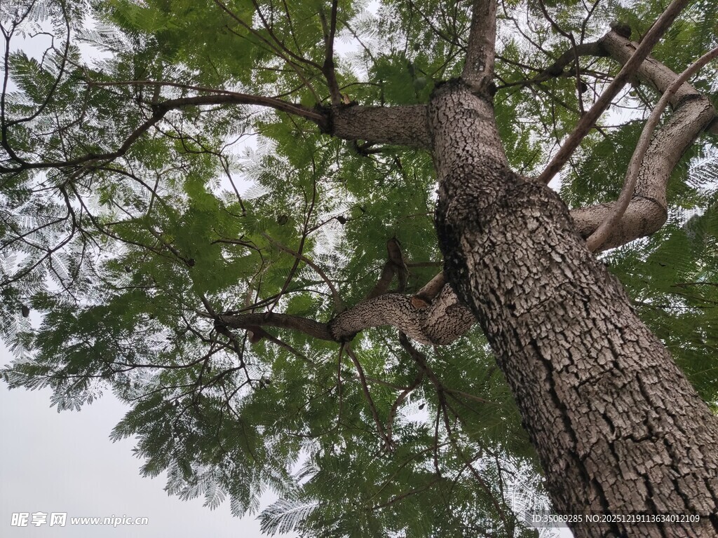 高大挺拔的树木特写