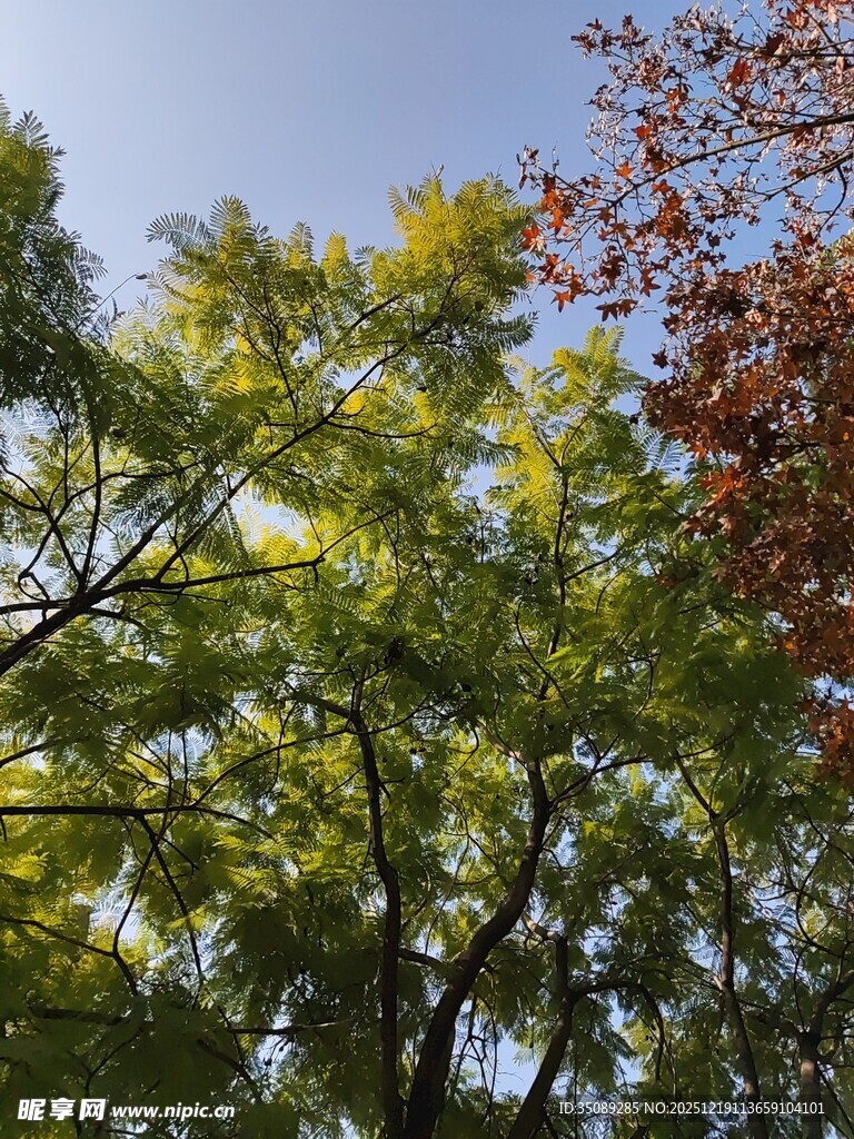 秋日多彩树木景致