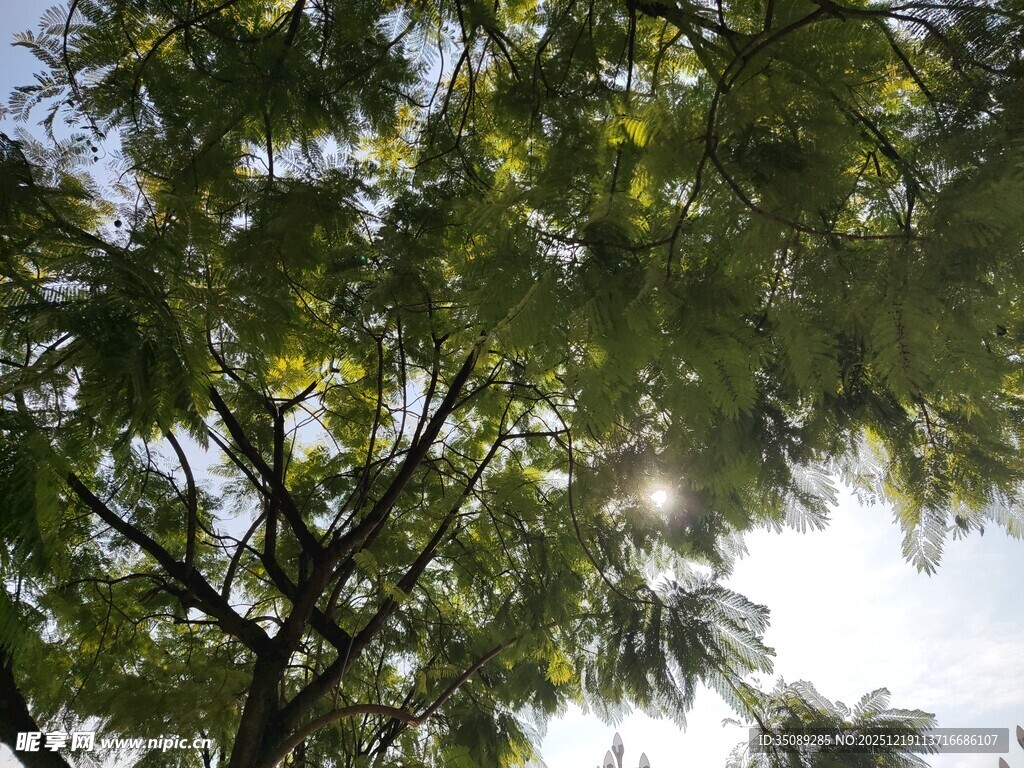 阳光透过树叶的清新景象