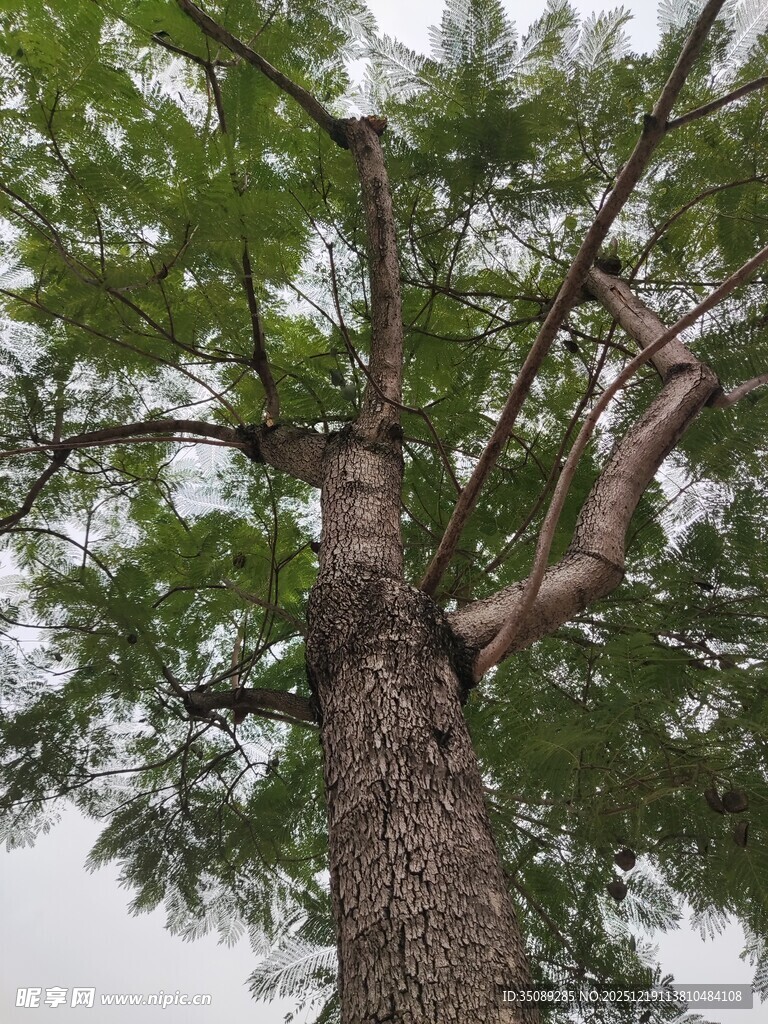 仰视挺拔高大的翠绿树木