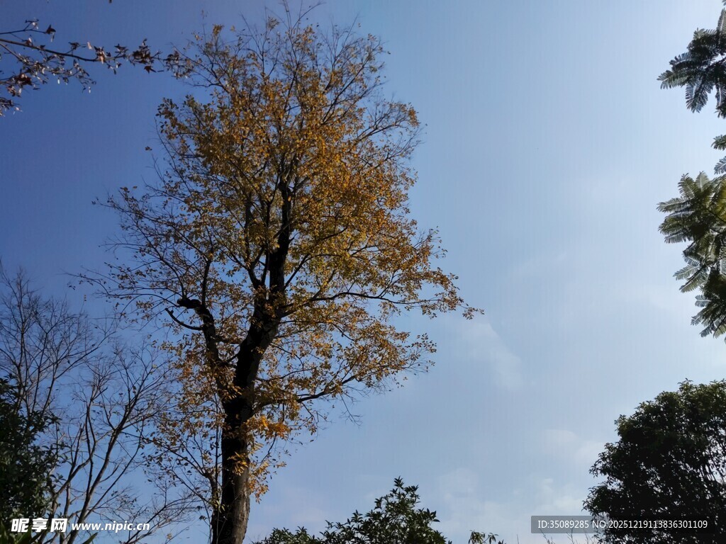 秋日孤树映蓝天