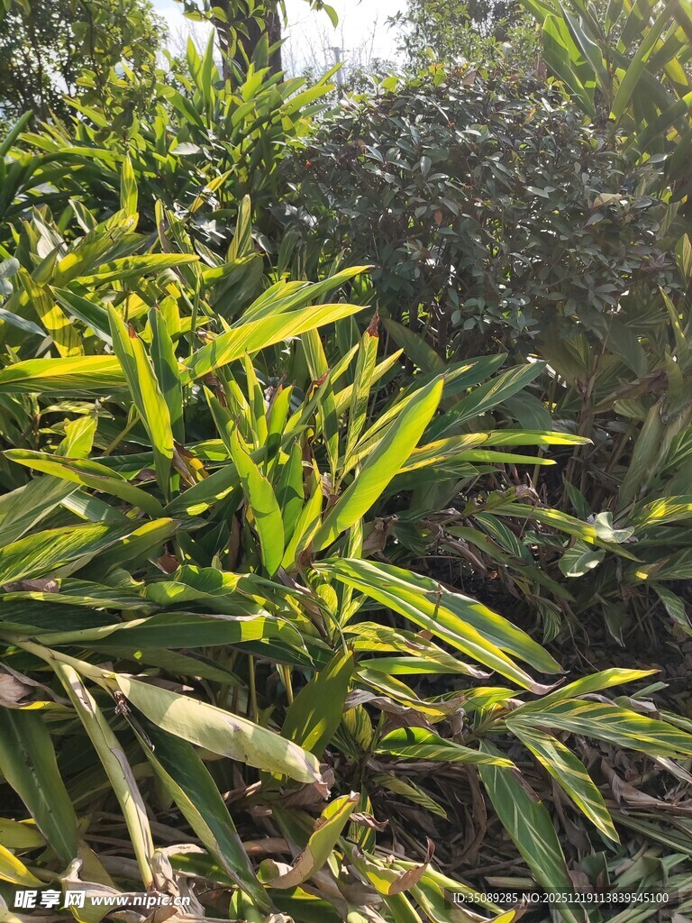 翠绿繁茂的热带植物景观