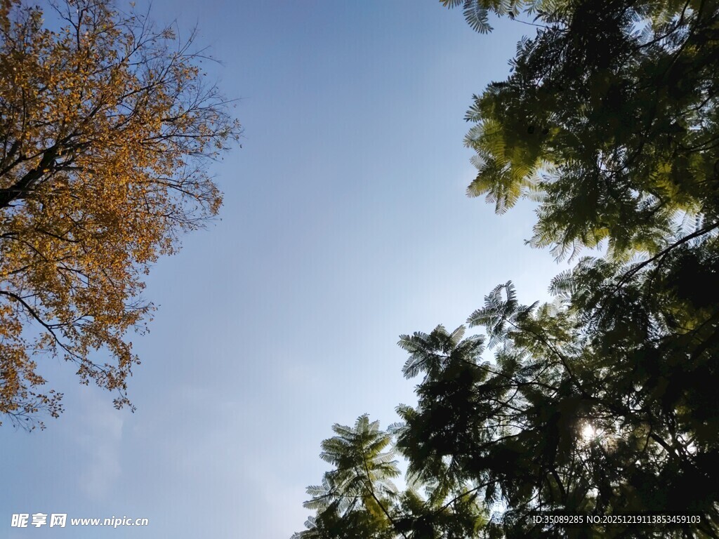 仰望蓝天与多彩树木