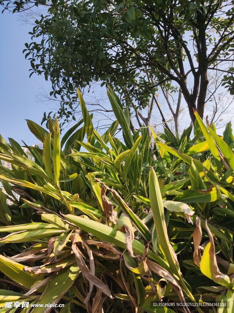 阳光下的繁茂绿植