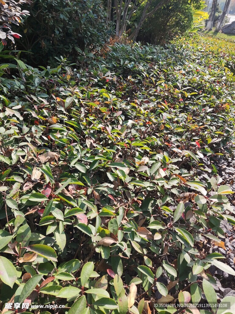 绿叶繁茂的植物景观