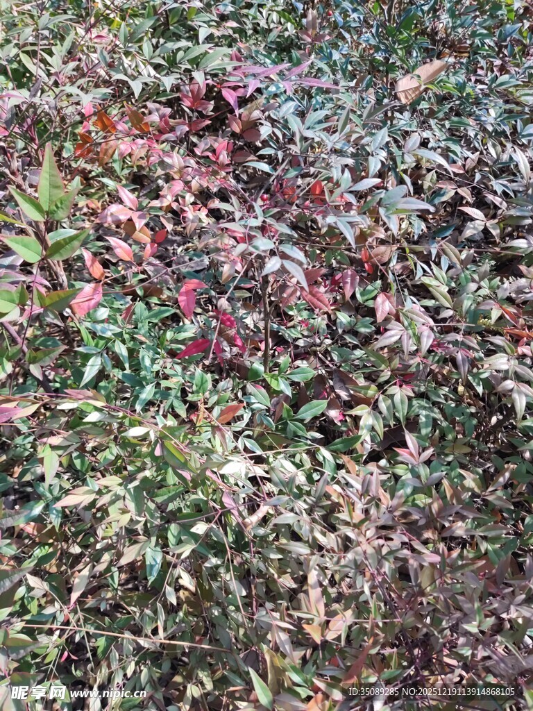 多彩植物叶片特写