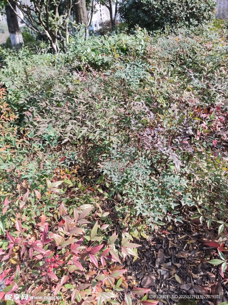 多彩灌木丛景观