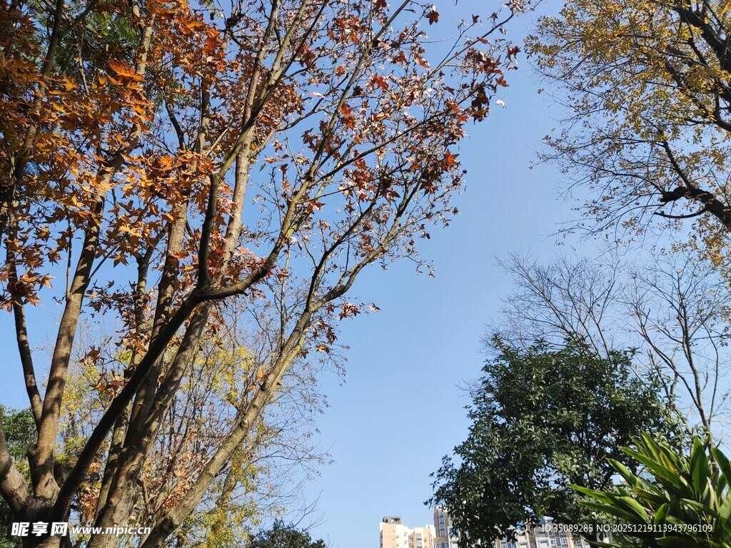 秋日斑斓树木与蓝天