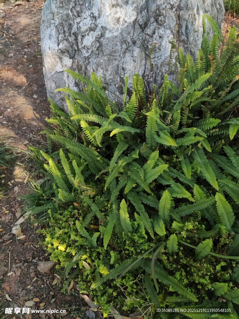 石旁翠绿植物