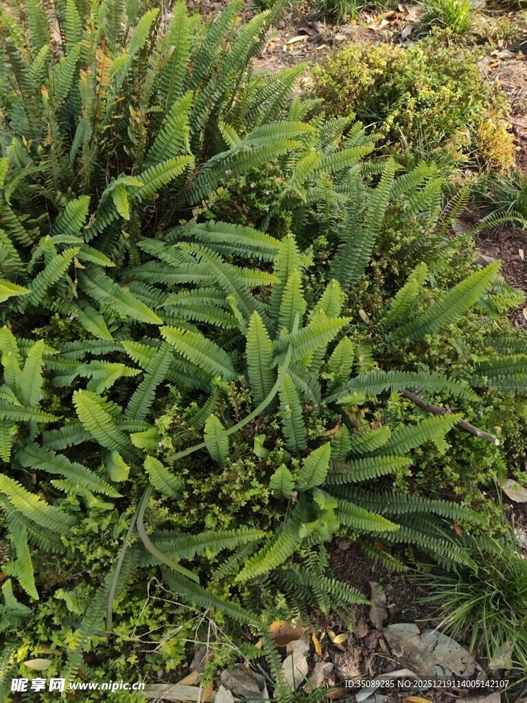 茂盛的绿色植物景观