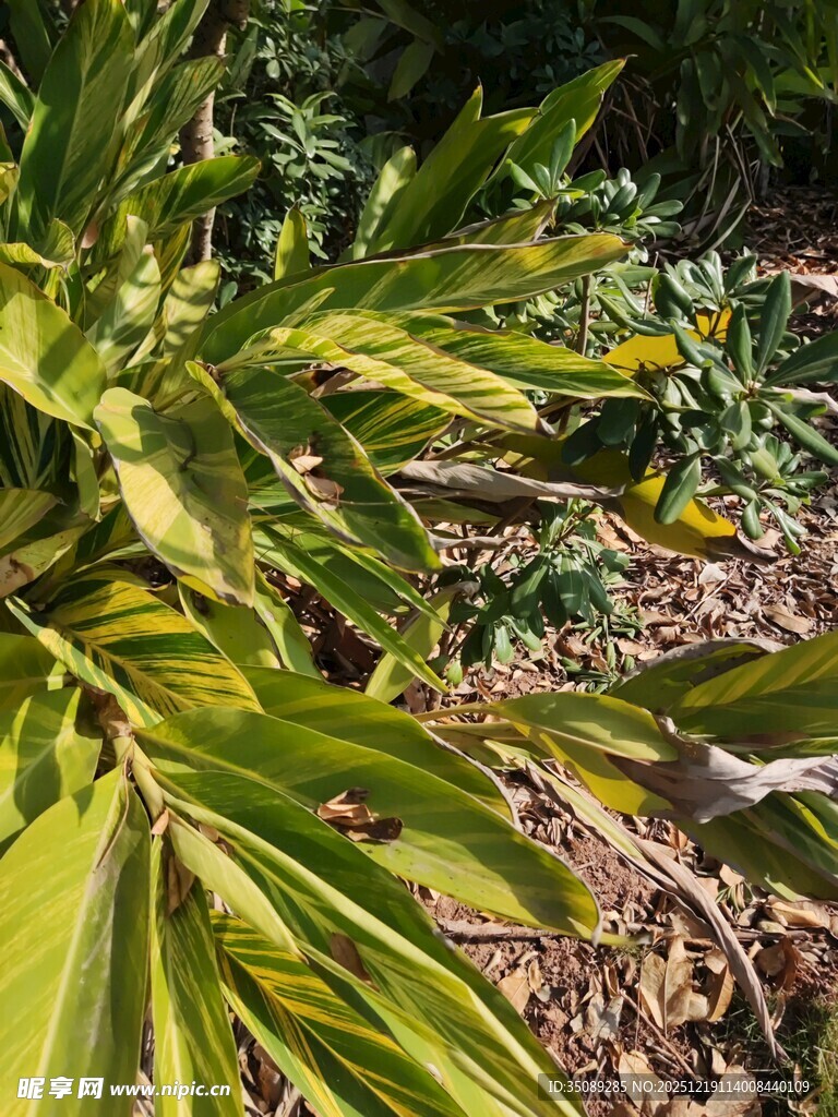 黄绿相间的植物叶片