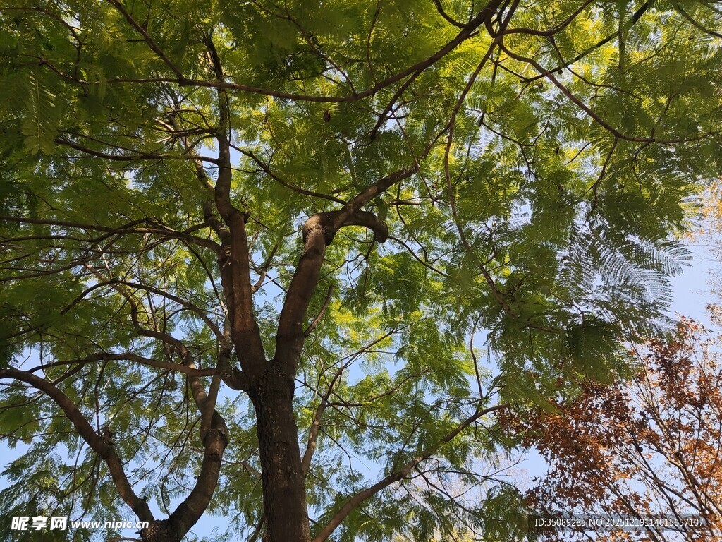 仰视葱郁大树枝叶繁茂