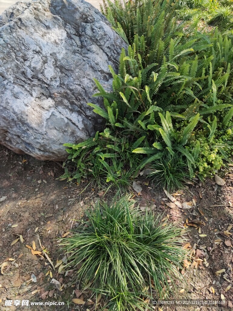 岩石旁的翠绿植物