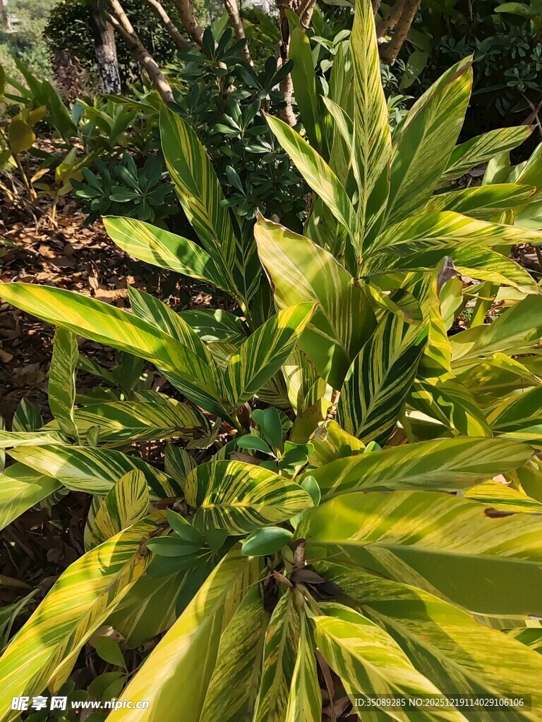 翠绿植物展现勃勃生机