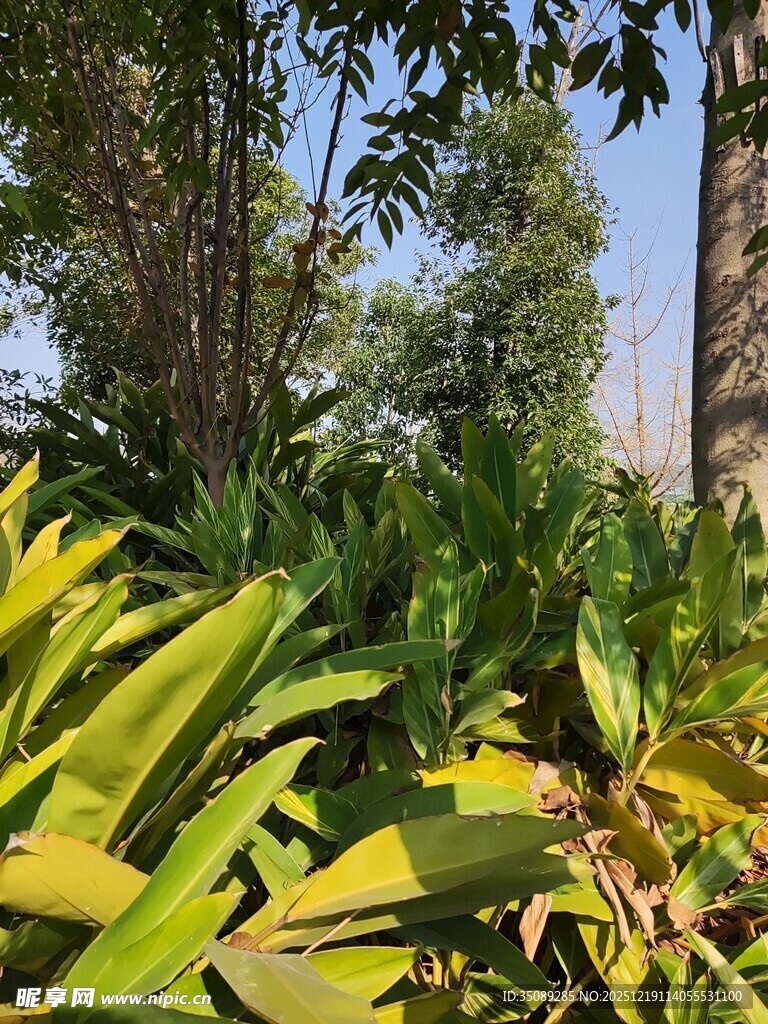 繁茂绿植阳光下的生机景象