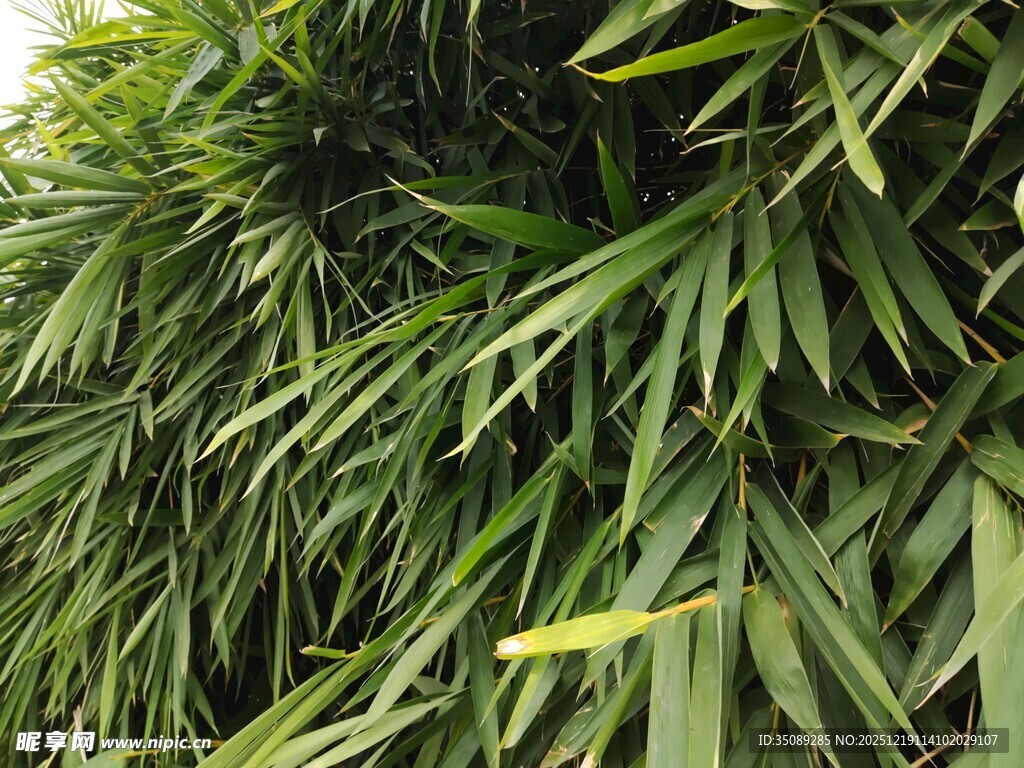 翠绿竹叶特写
