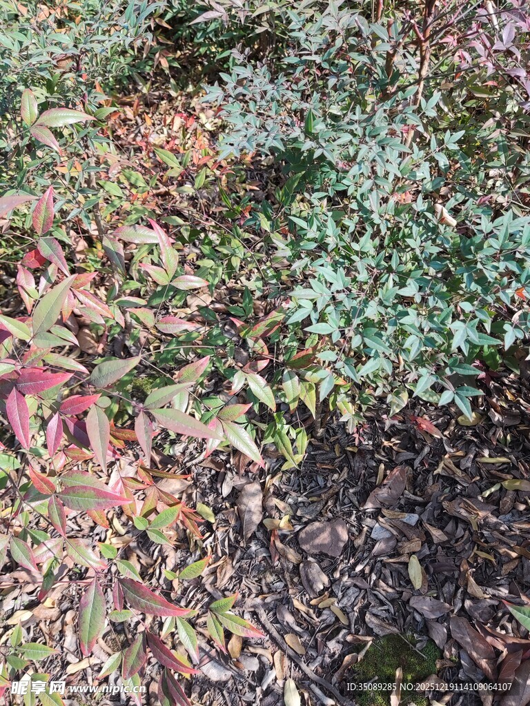 多彩地面植物景观