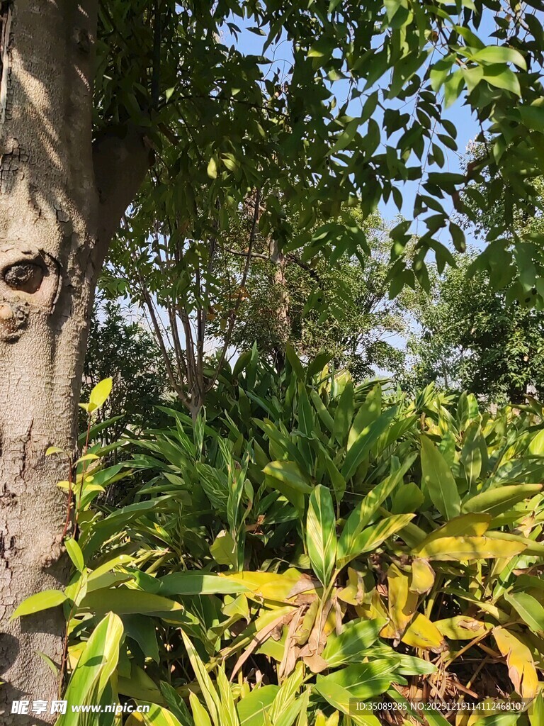 树下繁茂绿植景观