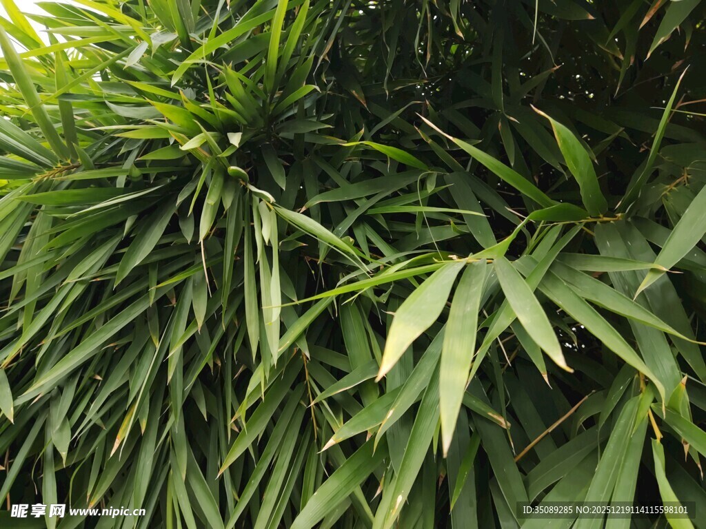 翠绿繁茂的长条状植物叶片