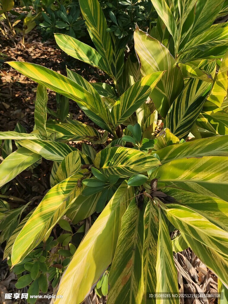 黄绿相间的斑斓植物叶片