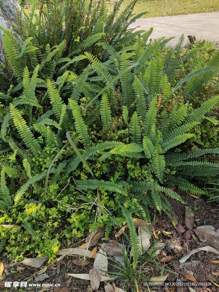 绿叶繁茂的地面植物景观