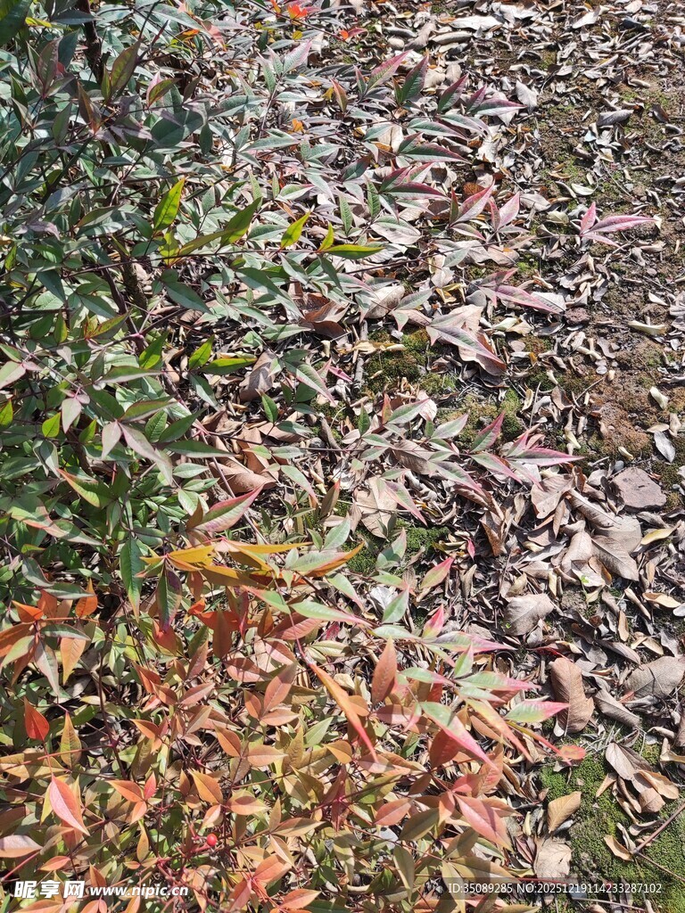 秋日落叶覆盖的地面景象