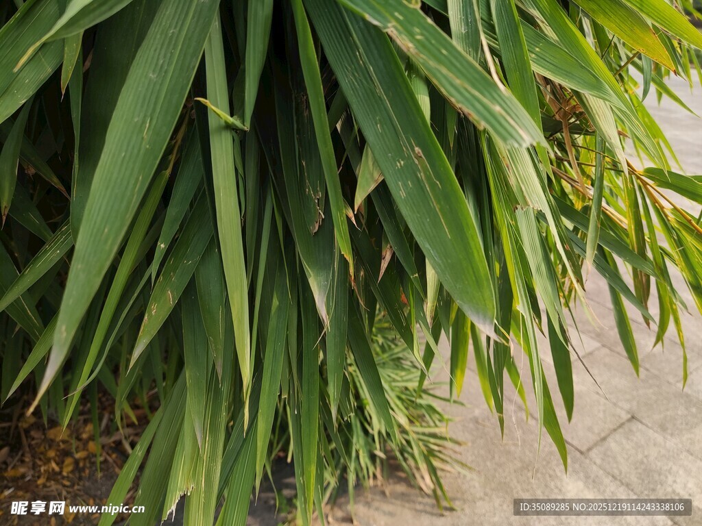 翠绿修长的植物叶片