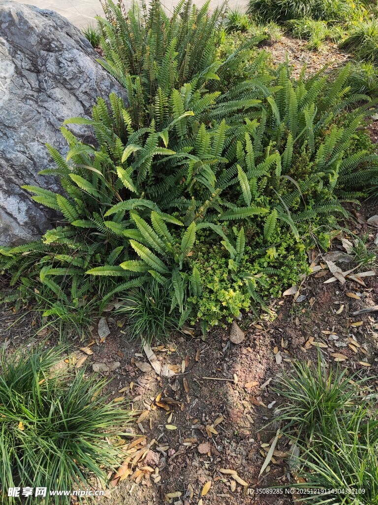 石边翠绿植物景观