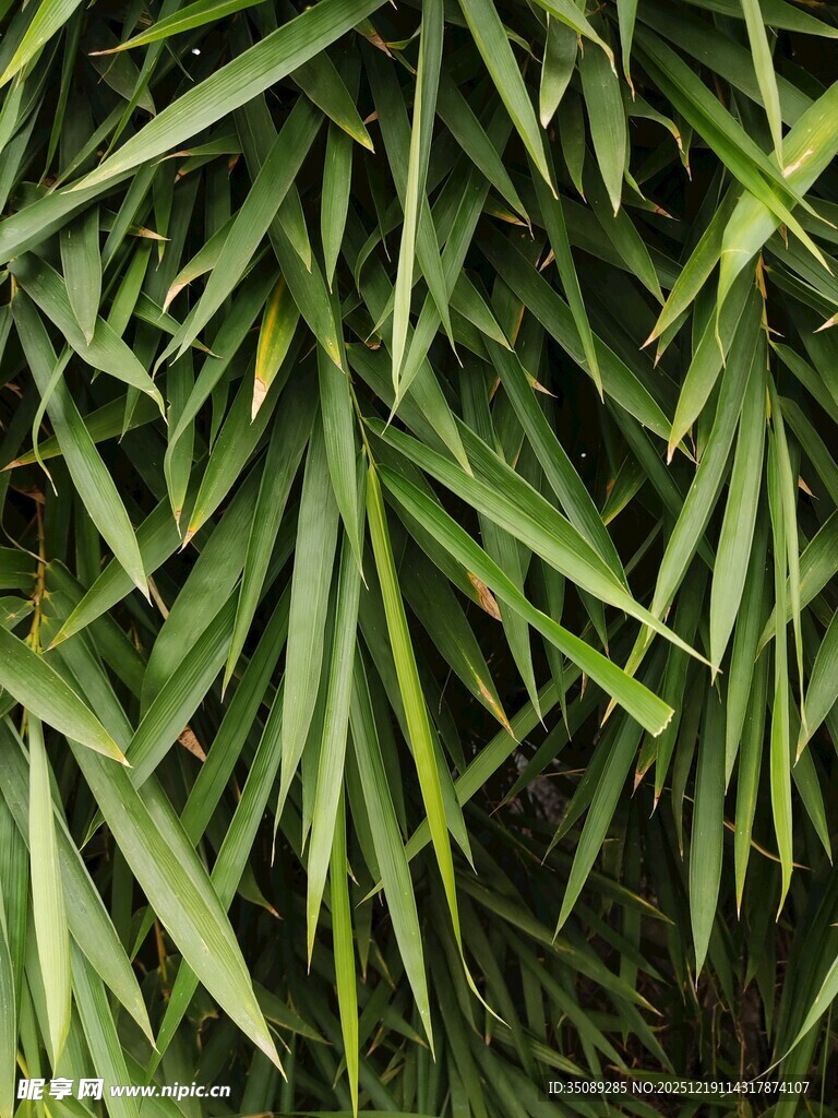 翠绿竹叶特写