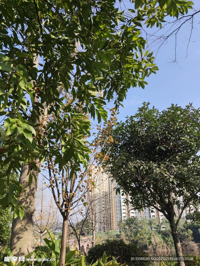 城市中葱郁的树木景观