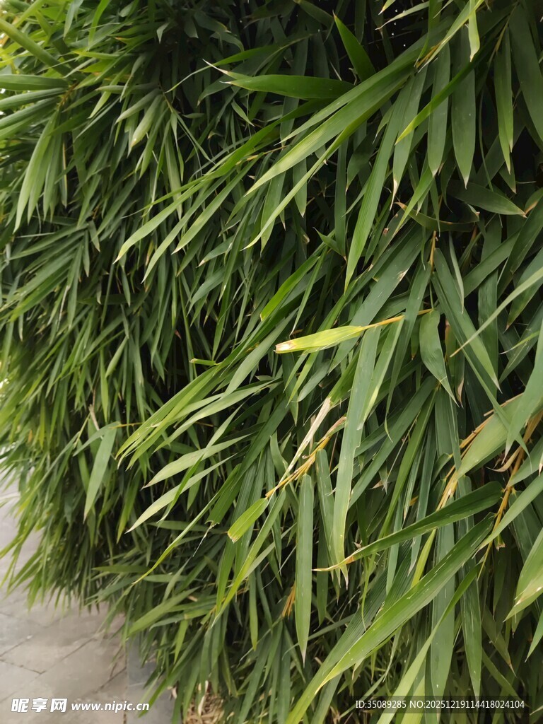 翠绿竹叶清新自然景致