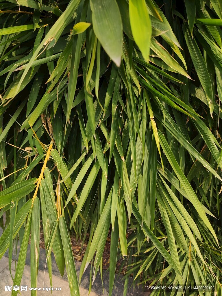 翠绿竹叶特写